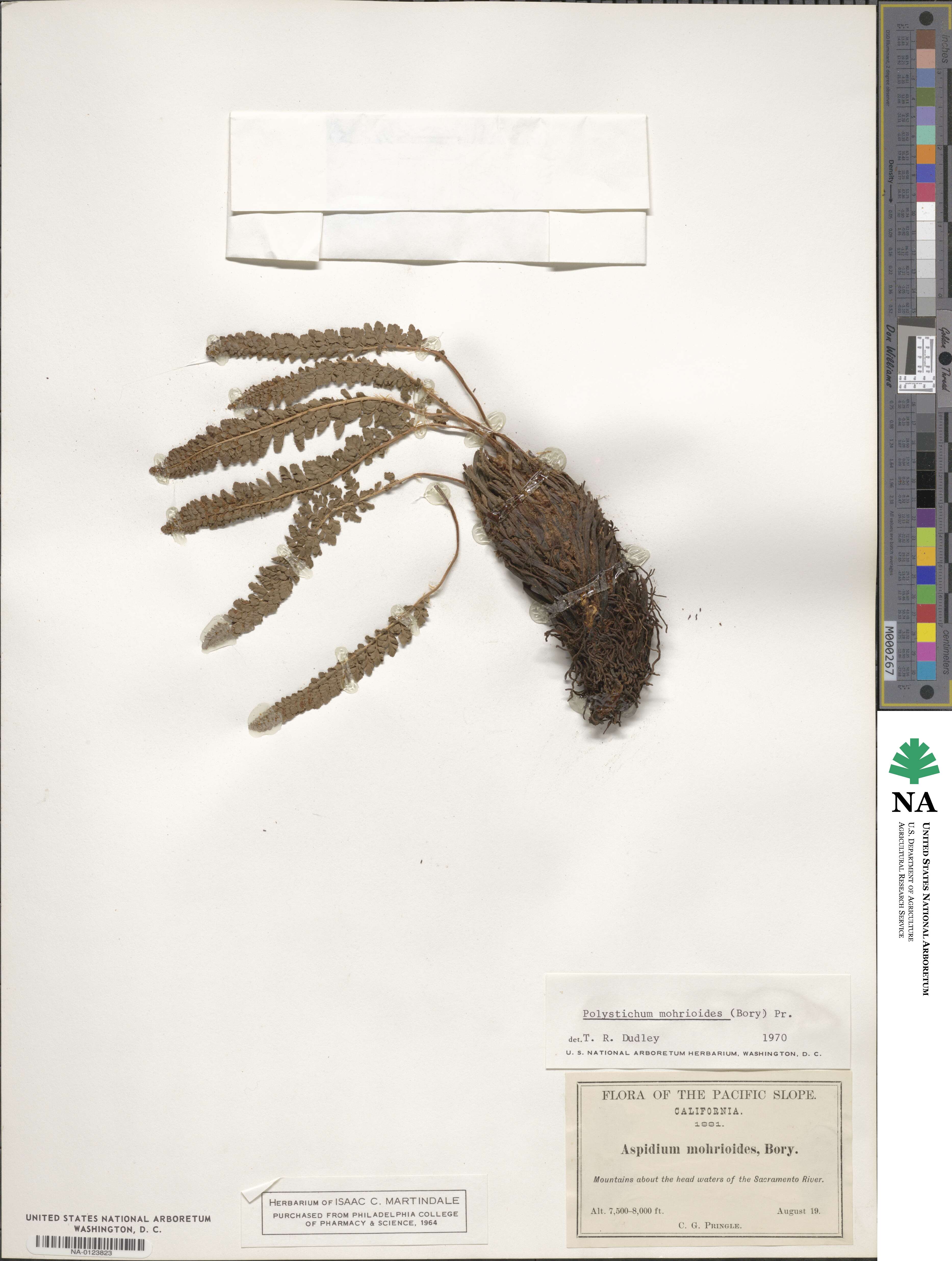 Polystichum mohrioides image