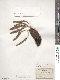 Polystichum mohrioides image