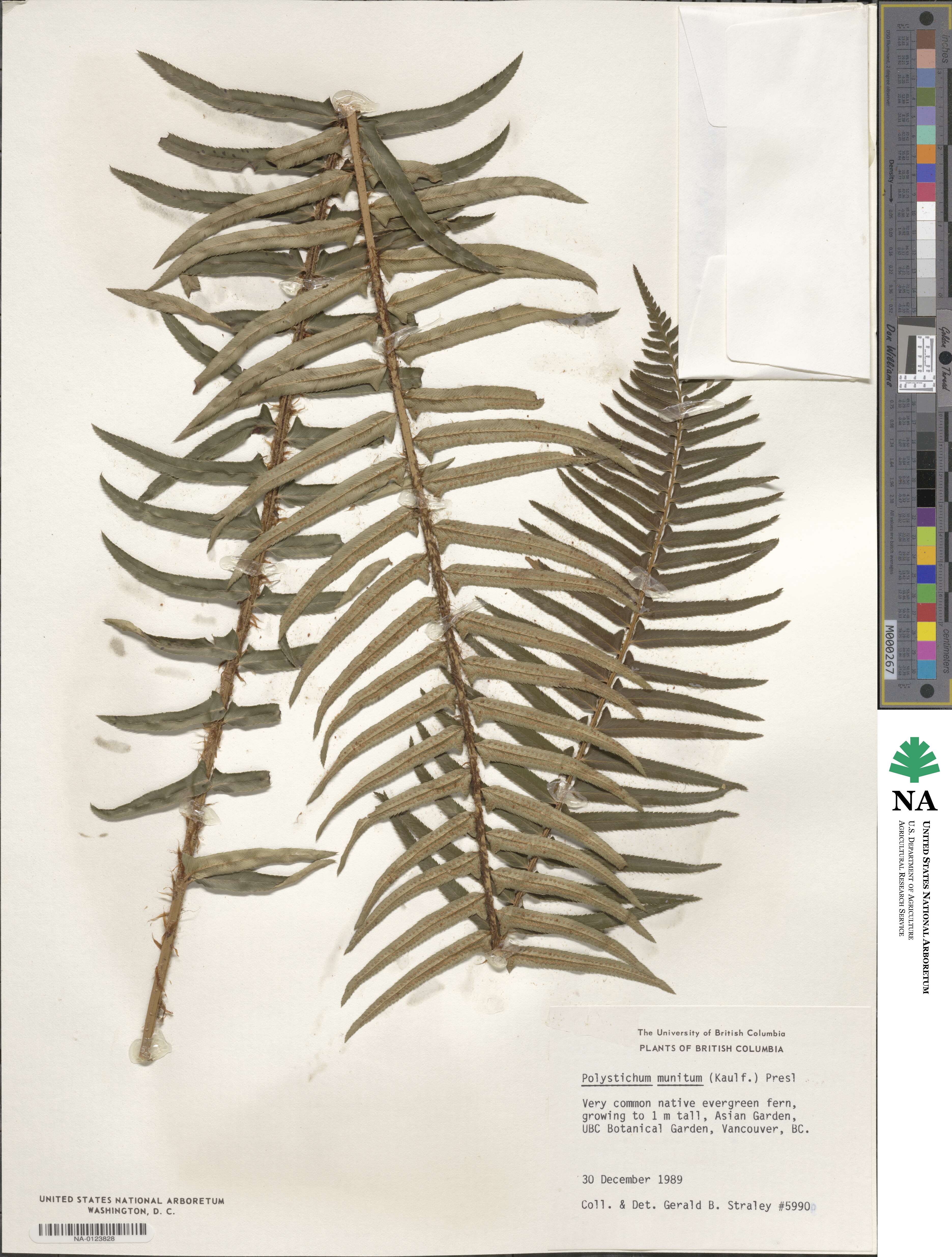 Polystichum munitum image