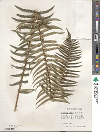 Polystichum munitum image