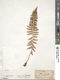 Polystichum munitum image