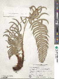 Polystichum munitum image