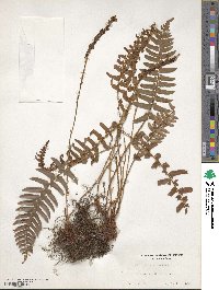 Polystichum munitum image