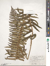 Polystichum munitum image