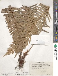 Polystichum munitum image