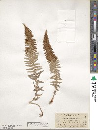 Polystichum munitum image