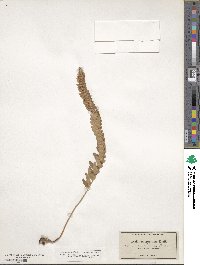 Polystichum munitum image