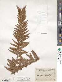 Polystichum munitum image