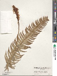 Polystichum munitum image