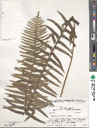 Polystichum munitum image