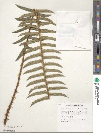 Polystichum munitum image