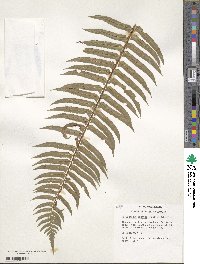 Polystichum munitum image