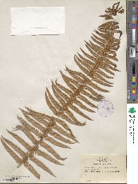 Polystichum munitum image