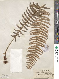 Polystichum munitum image