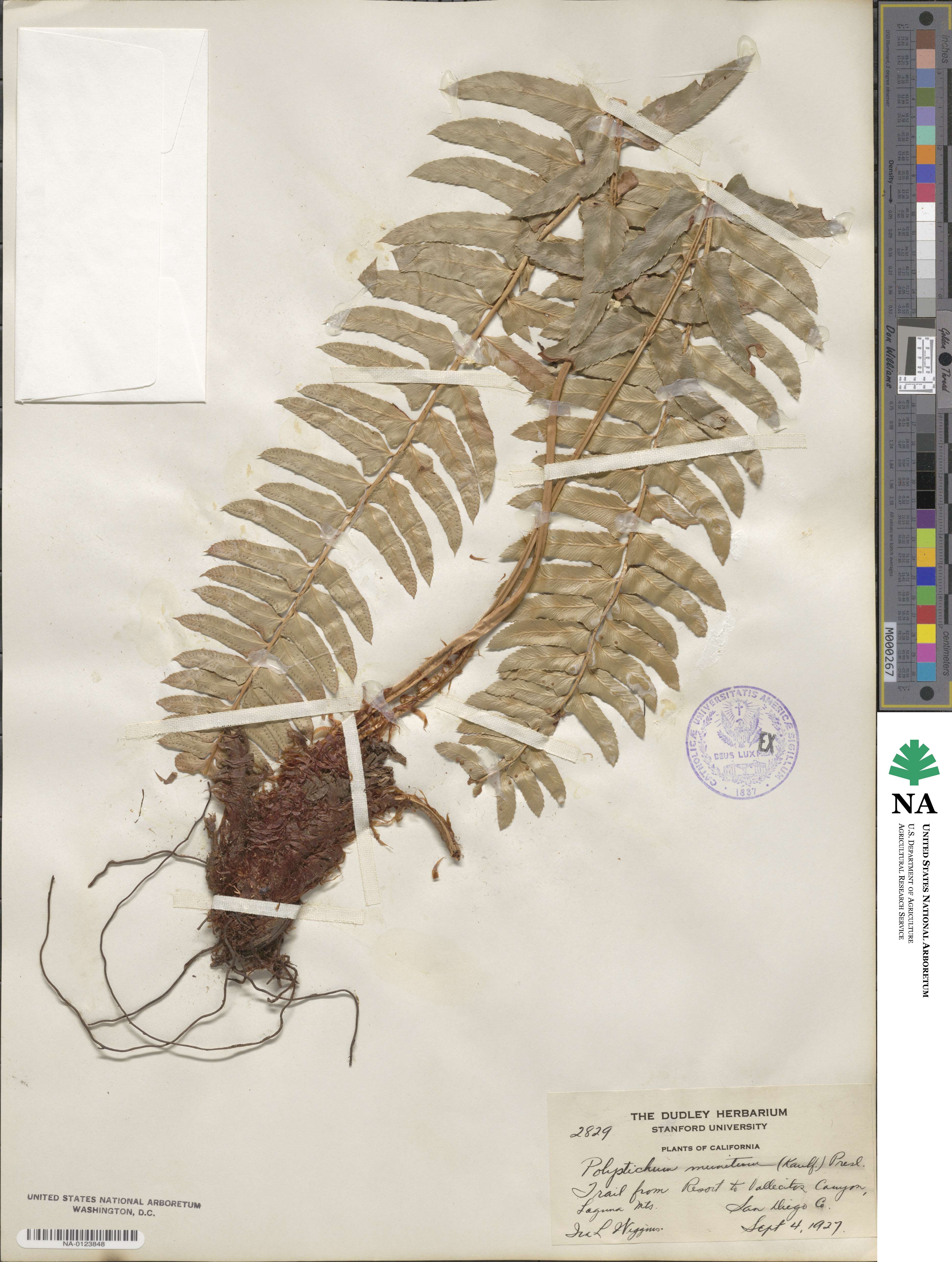 Polystichum munitum image