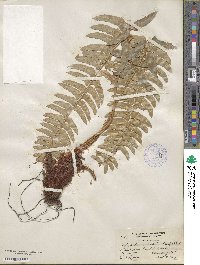 Polystichum munitum image