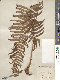 Polystichum munitum image