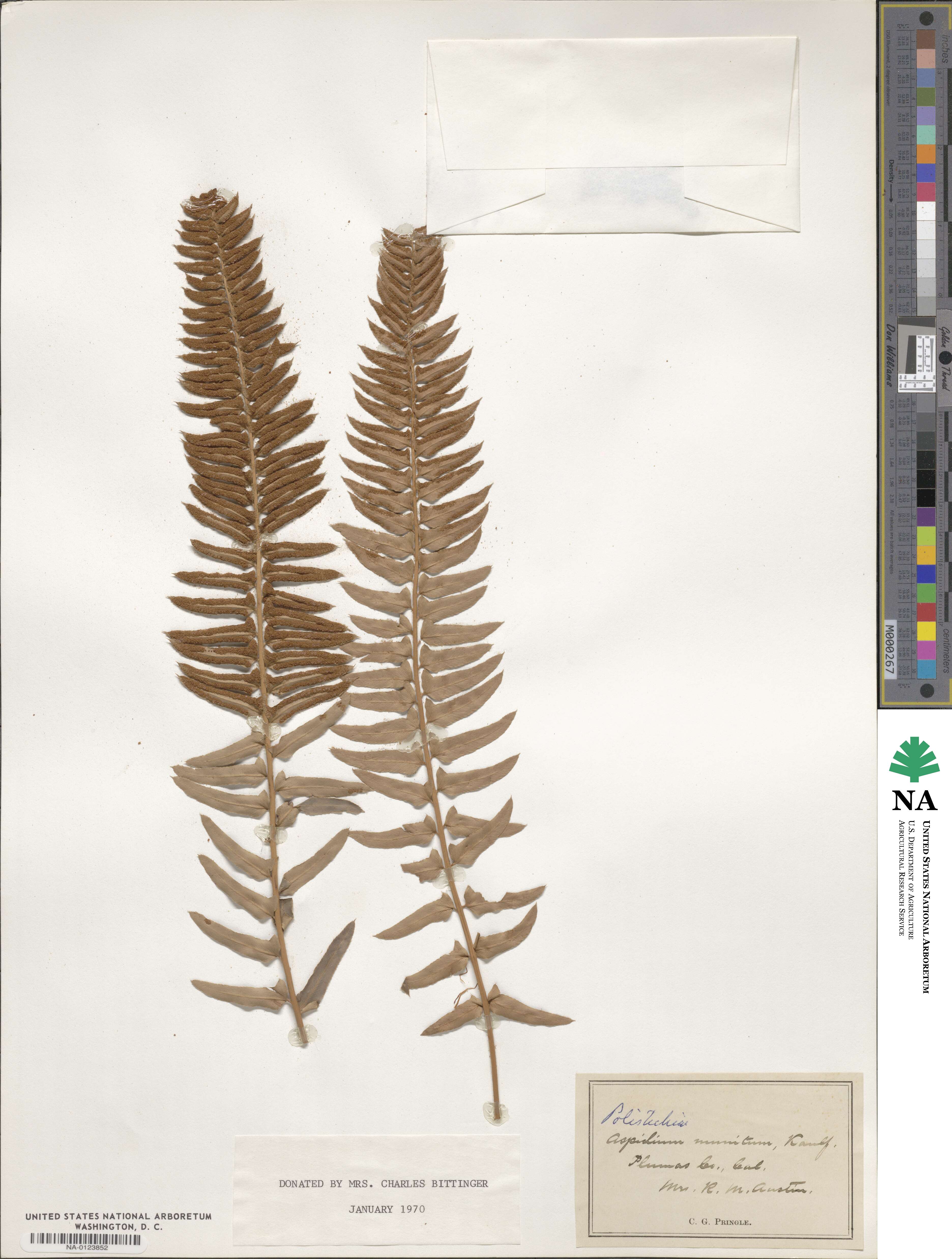 Polystichum munitum image
