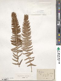 Polystichum munitum image