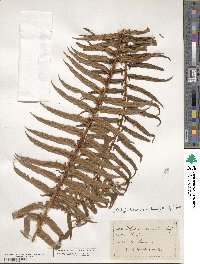 Polystichum munitum image