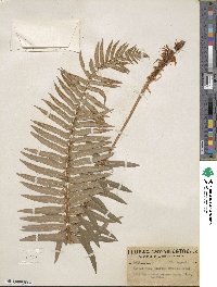 Polystichum munitum image