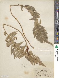 Polystichum munitum image