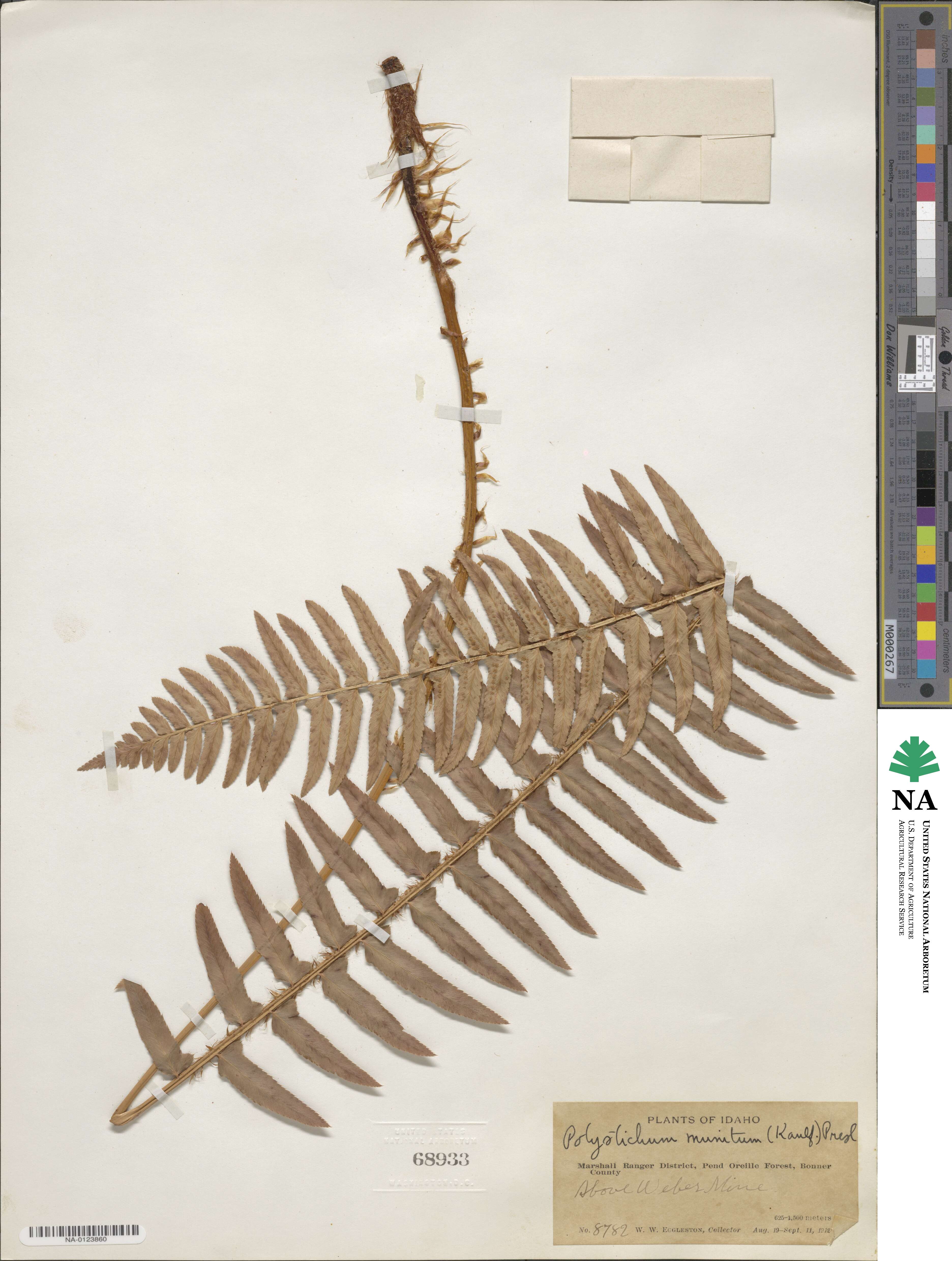 Polystichum munitum image