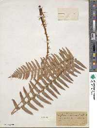 Polystichum munitum image