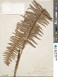 Polystichum munitum image