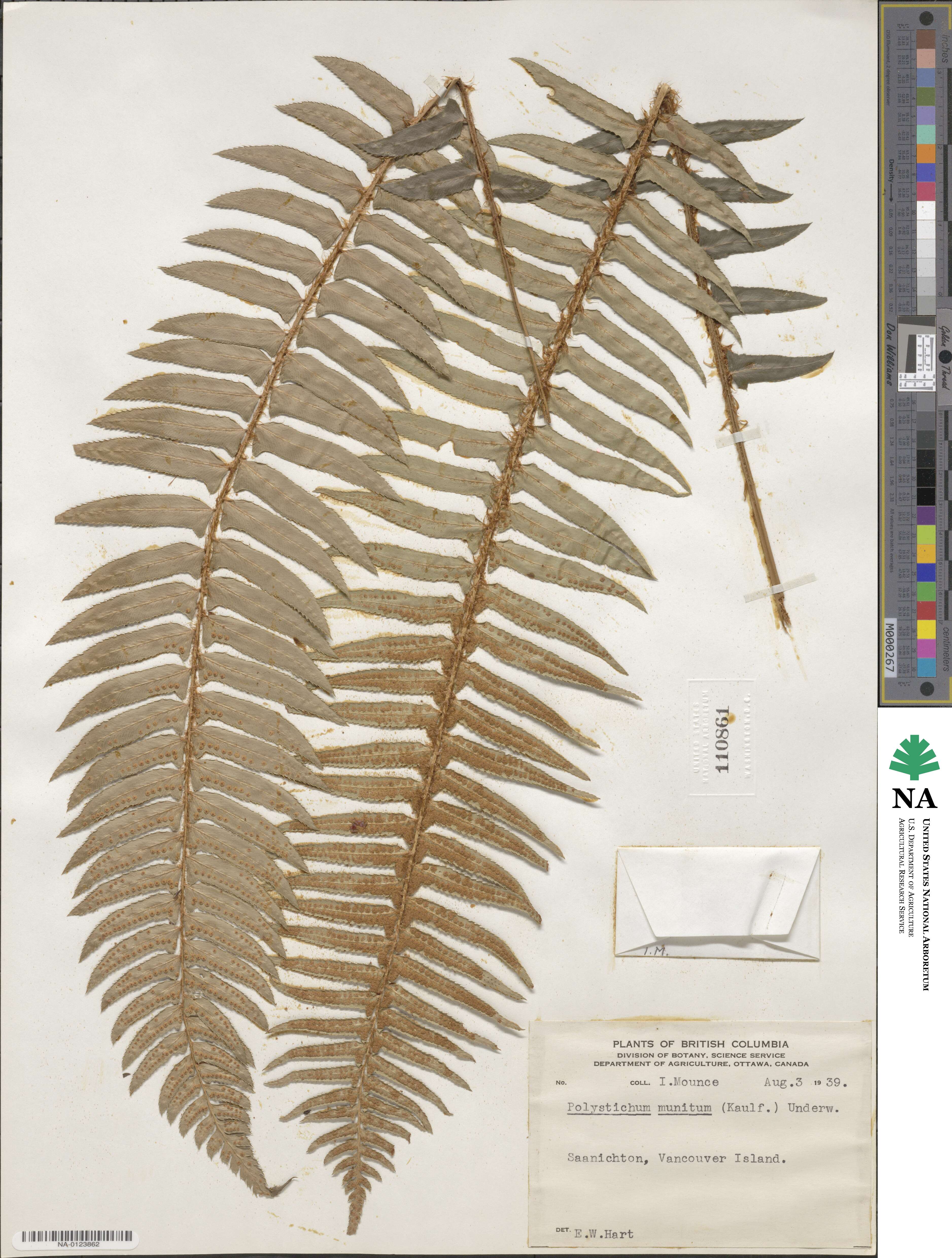 Polystichum munitum image