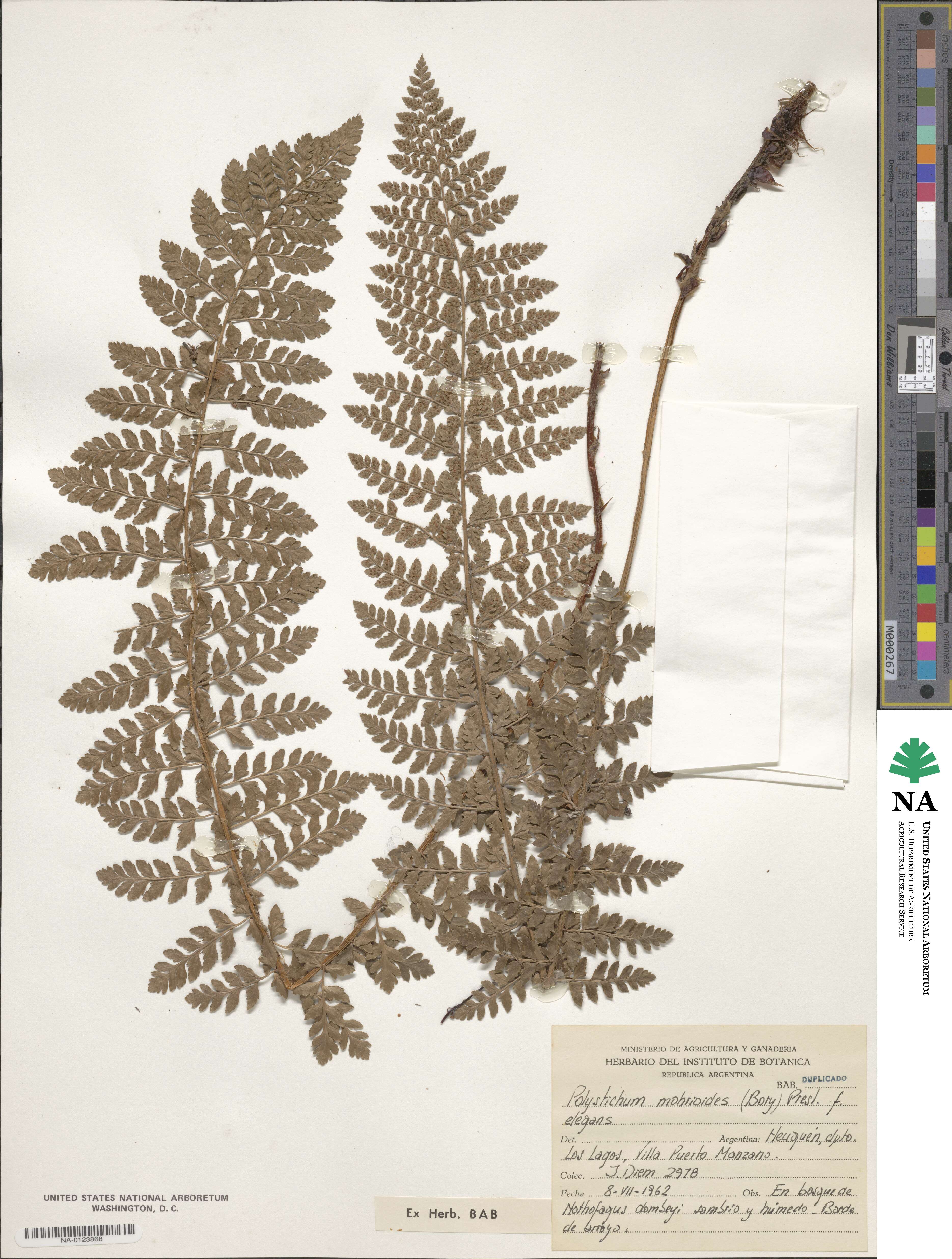 Polystichum mohrioides image