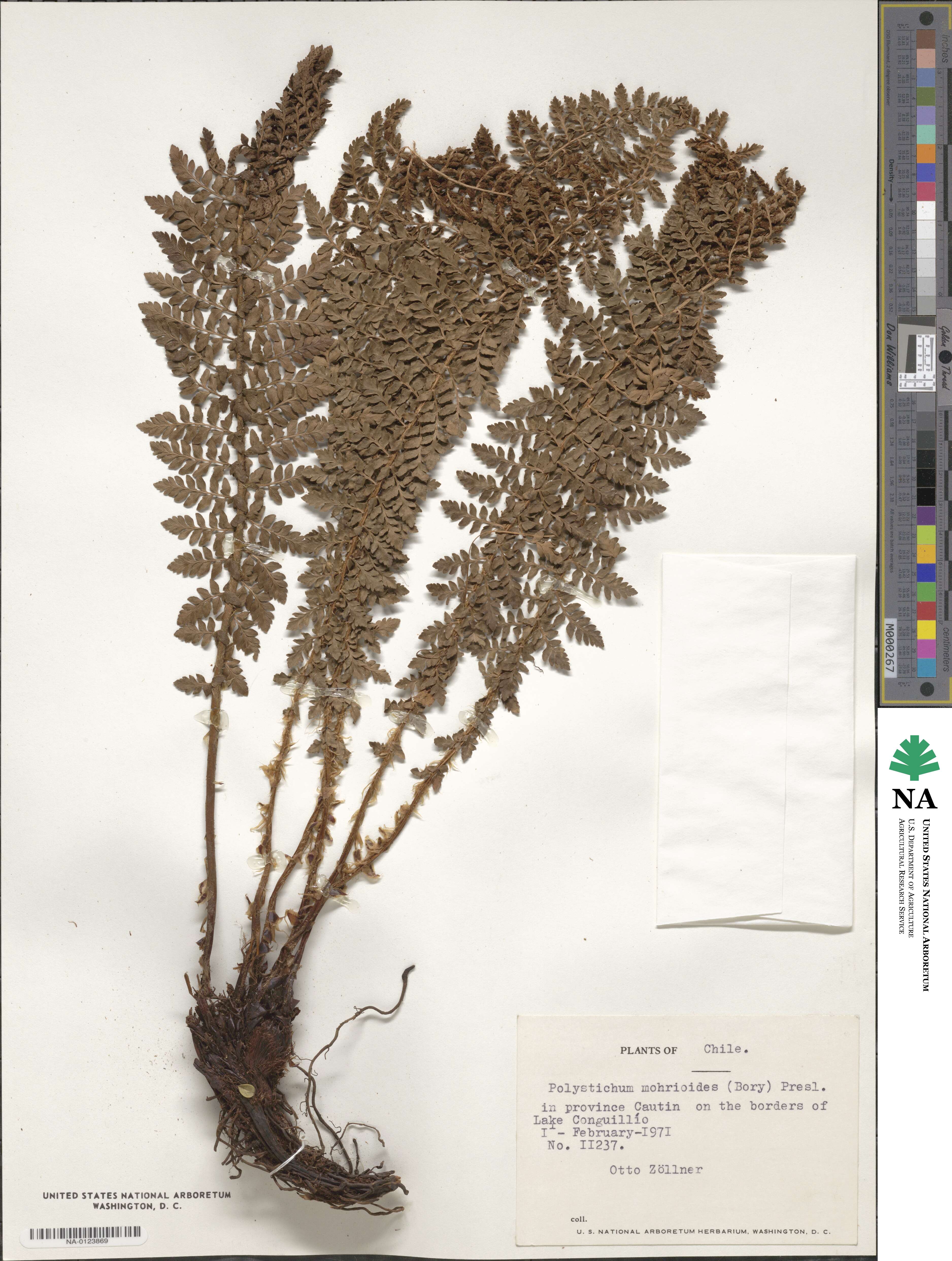 Polystichum mohrioides image