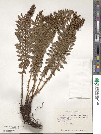 Polystichum mohrioides image