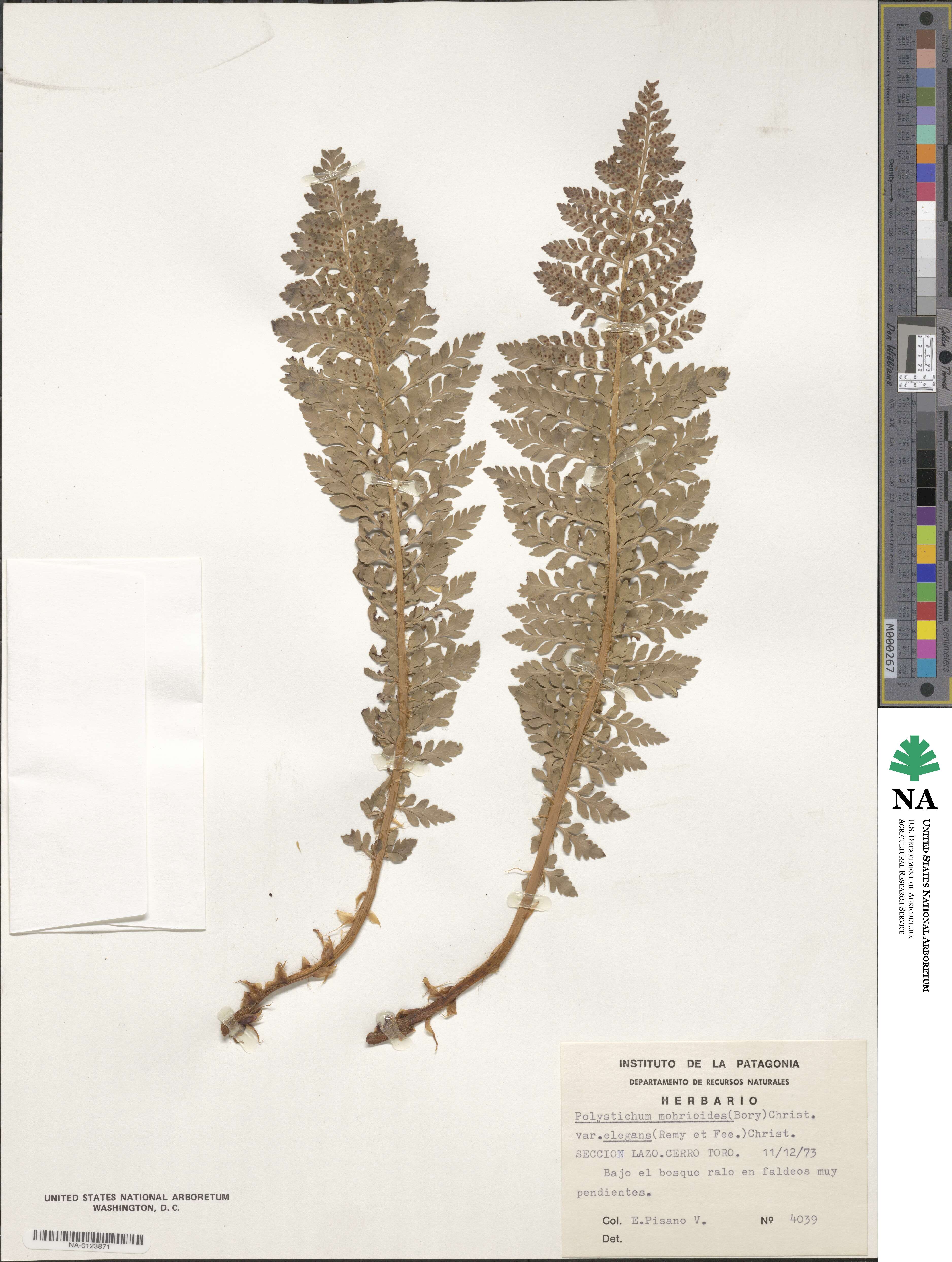 Polystichum plicatum image