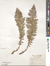 Polystichum plicatum image