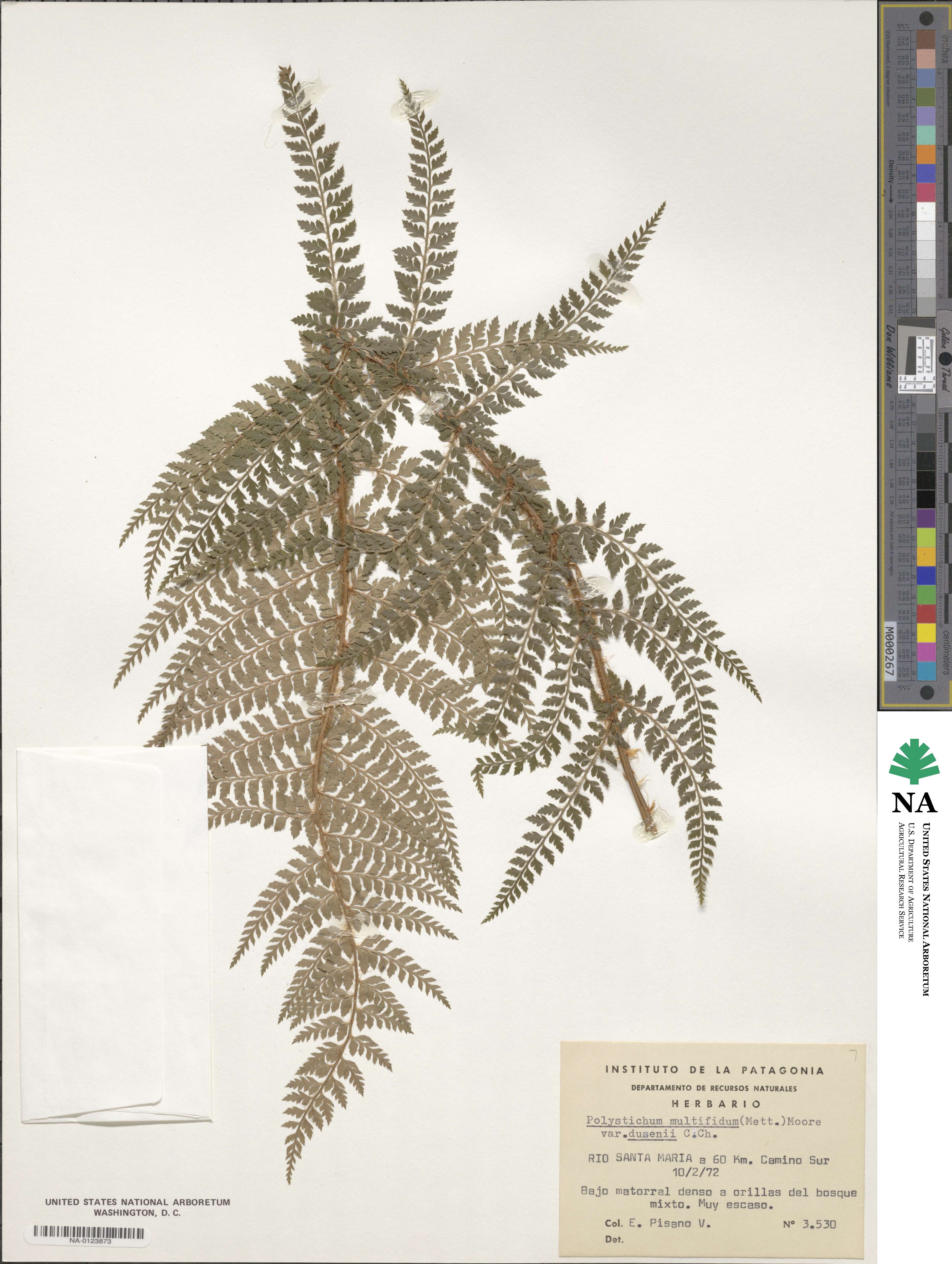 Polystichum chilense image