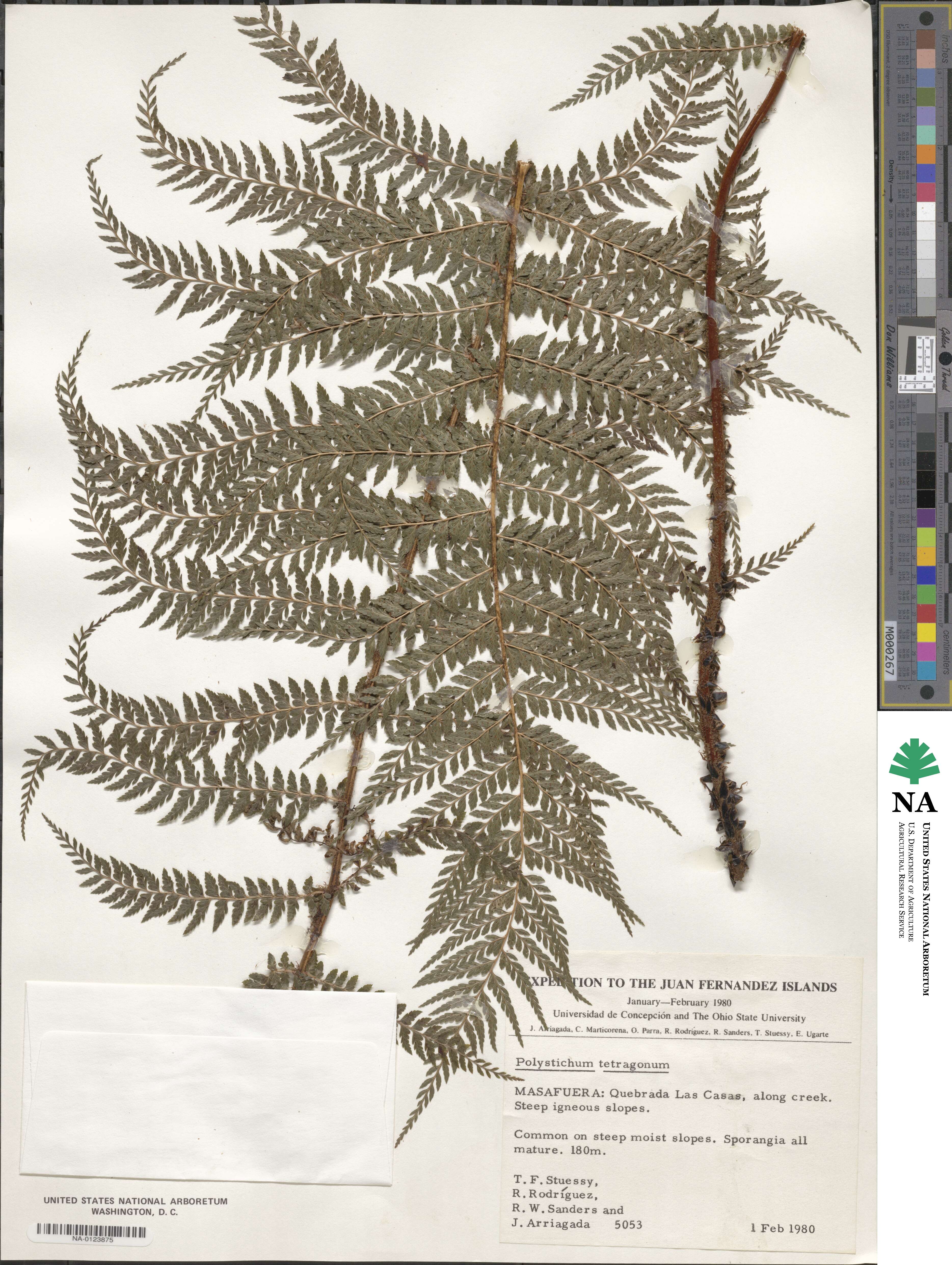 Polystichum tetragonum image