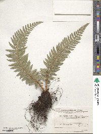 Polystichum aculeatum image