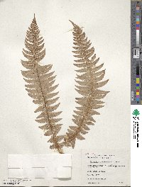 Polystichum aculeatum image