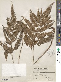 Image of Polystichum aristatum