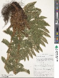 Polystichum braunii image