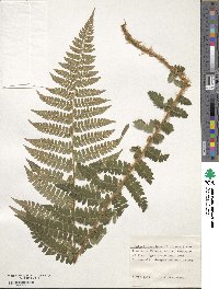 Polystichum braunii image