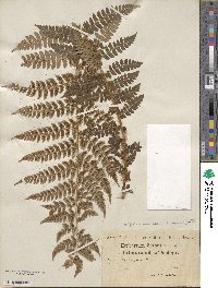 Polystichum braunii image