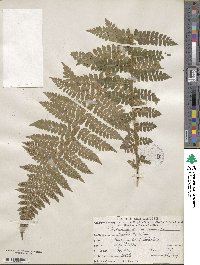 Polystichum braunii image