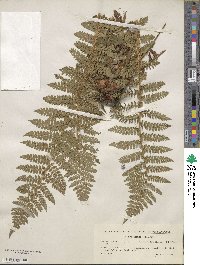 Polystichum braunii image