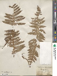 Polystichum braunii image