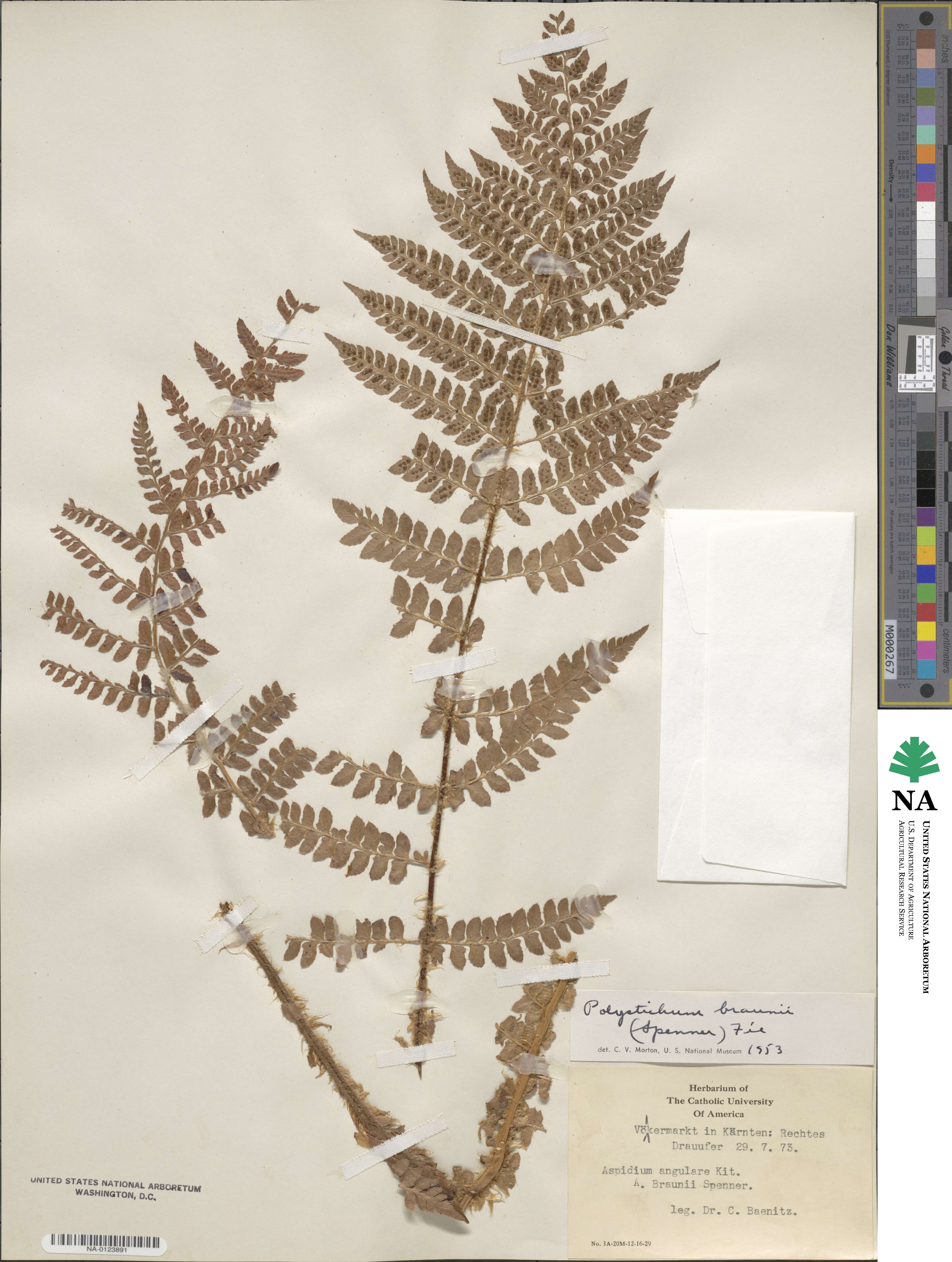 Polystichum braunii image