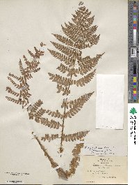 Polystichum braunii image