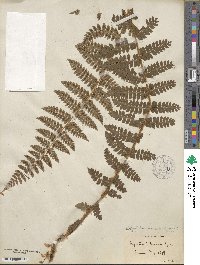 Polystichum braunii image