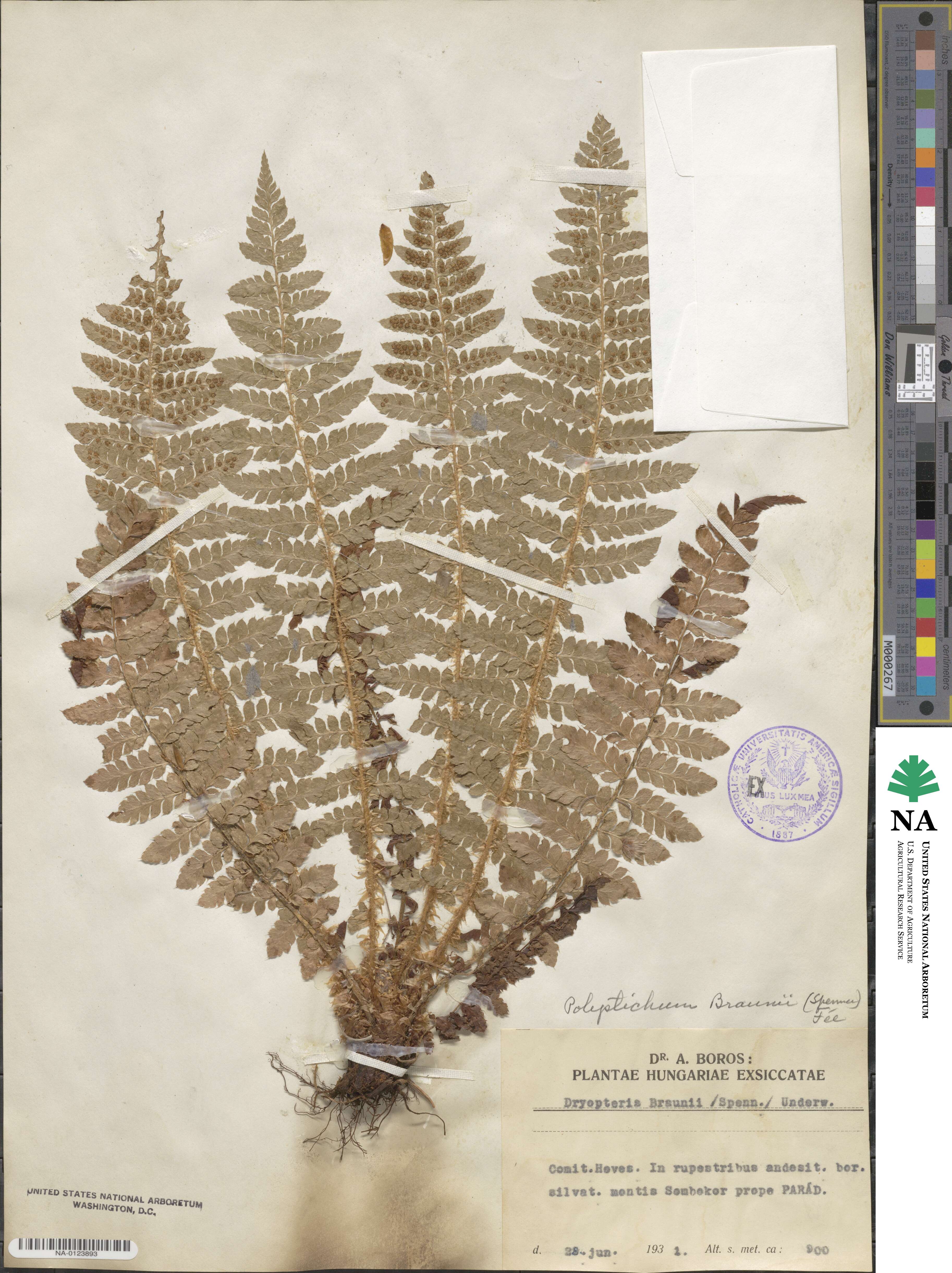 Polystichum braunii image